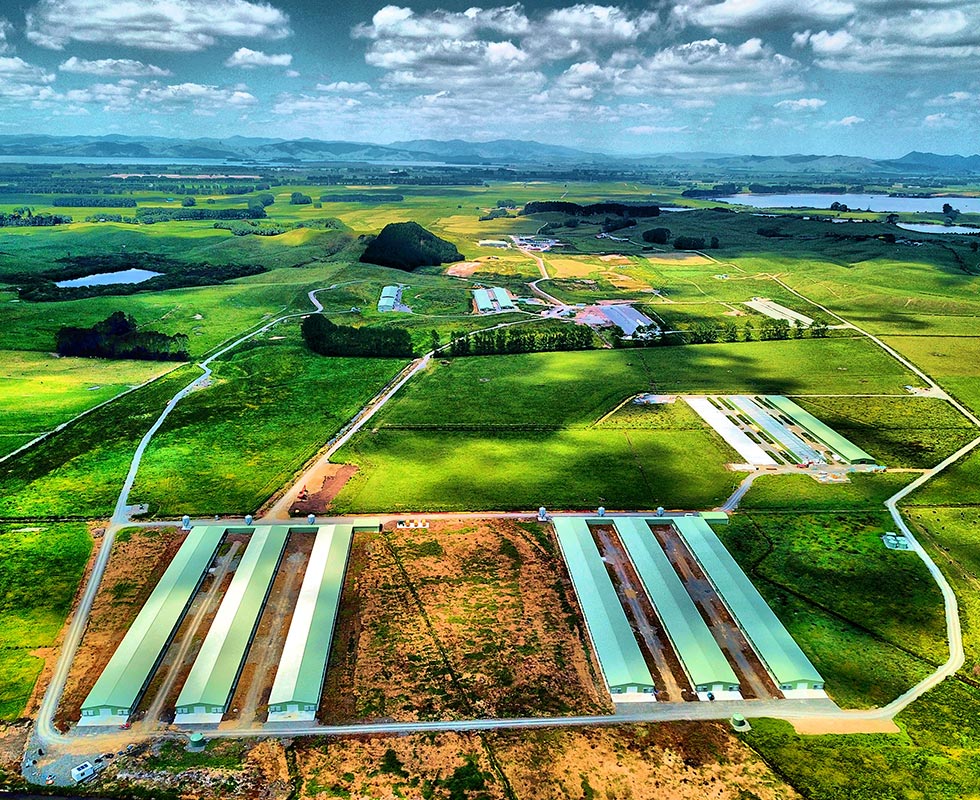 New Zealand poultry shed design and construction