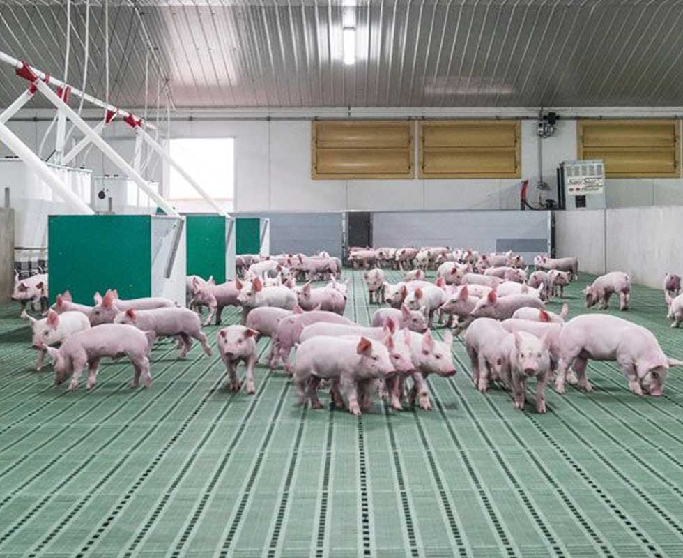 Moorpork food processing building design and construction